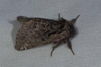 Rhegmatophila alpina