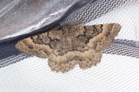 Selidosema taeniolaria