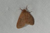 Ocneria rubea