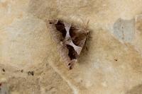 Dysgonia algira