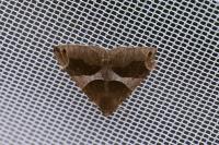Dysgonia algira