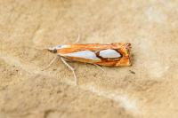 Catoptria pinella