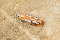 Catoptria pinella