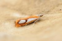 Catoptria pinella