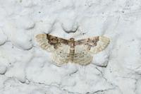 Idaea rusticata