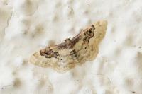Idaea rusticata