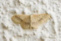 Idaea aversata