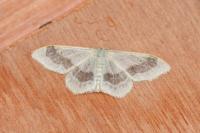 Idaea aversata