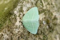 Hemistola chrysoprasaria