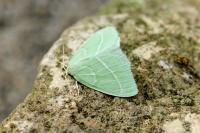 Hemistola chrysoprasaria