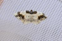 Ligdia adustata