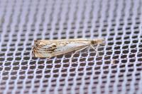 Catoptria falsella