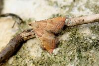 Endotricha flammealis
