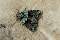 Cryphia algae