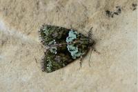 Cryphia algae