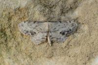 Idaea dimidiata
