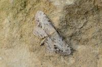 Idaea dimidiata