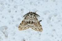 Lymantria monacha