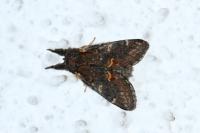 Notodonta dromedarius