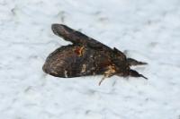 Notodonta dromedarius