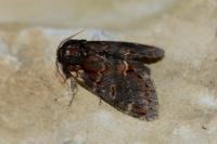 Notodonta dromedarius