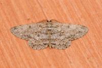 Hypomecis punctinalis