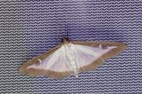 Cydalima perspectalis