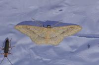 Idaea aversata