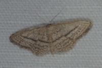 Idaea mediaria