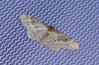 Idaea rusticata
