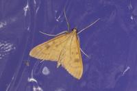 Mecyna auralis