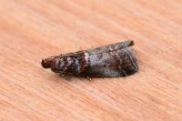 Acrobasis advenella