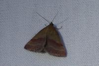 Phytometra viridaria