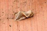 Habrosyne pyritoides