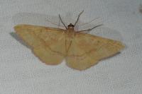 Rhodostrophia calabra