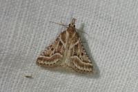 Stemmatophora borgialis