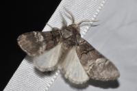 Drymonia querna