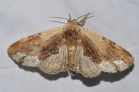 Ptilodon cucullina