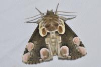 Thyatira batis