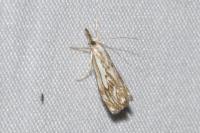 Catoptria falsella