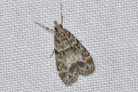 Eudonia mercurella