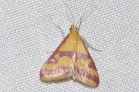 Pyrausta sanguinalis