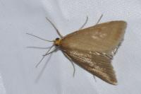 Evergestis aenealis