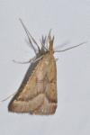 Synaphe punctalis