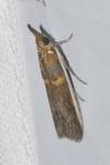 Etiella zinckenella