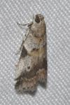 Acrobasis glaucella/fallouella