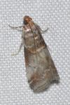 Acrobasis advenella