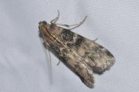 Euzophera pinguis