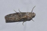 Phycita roborella