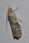 Phycita roborella